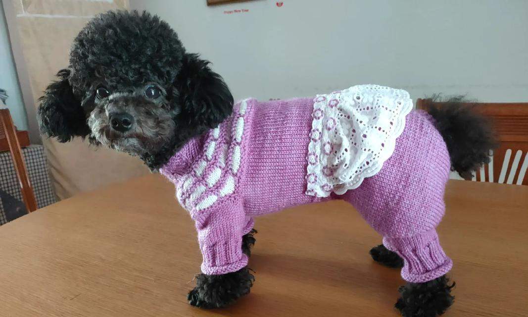 狗狗为什么会有飞耳？（探究狗狗耳朵的特殊结构与功能）