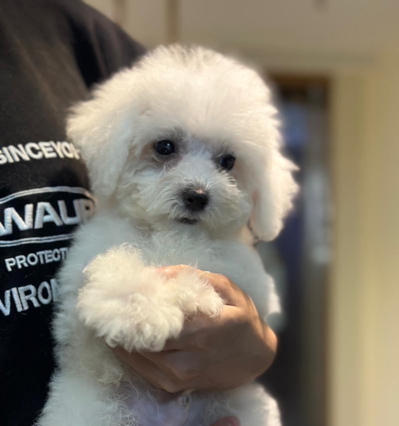 两个月大的比熊的适宜食物及喂养要点（探讨两个月大比熊的饮食习惯、营养需求及健康成长）