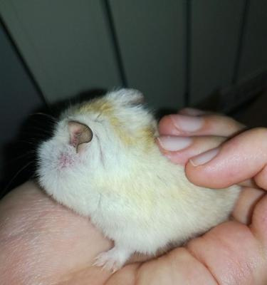 仓鼠生病了怎么办？药物治疗是关键！（仓鼠生病了怎么选择合适的药物治疗？一起来了解一下吧！）