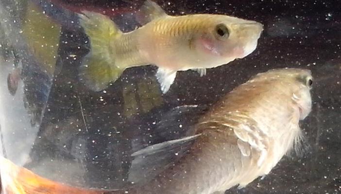 金鱼掉鳞片的原因及处理方法（探究金鱼掉鳞片的成因与解决方案）