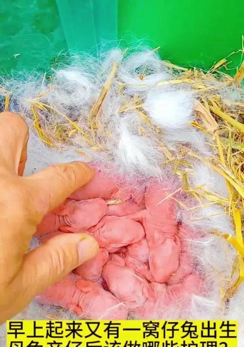 兔子怀宝宝时的现象（了解兔子怀孕的迹象及相关注意事项）