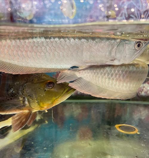 探索龙鱼水质要求的奥秘（揭秘龙鱼水质之谜，了解适合龙鱼生存的环境条件）