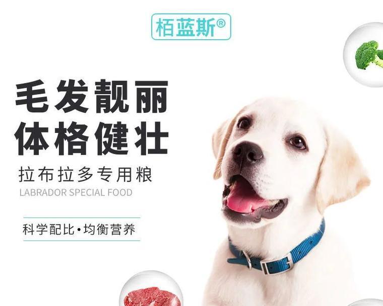 成年拉布拉多的饮食需求和建议（为你的成年拉布拉多提供健康均衡的饮食）