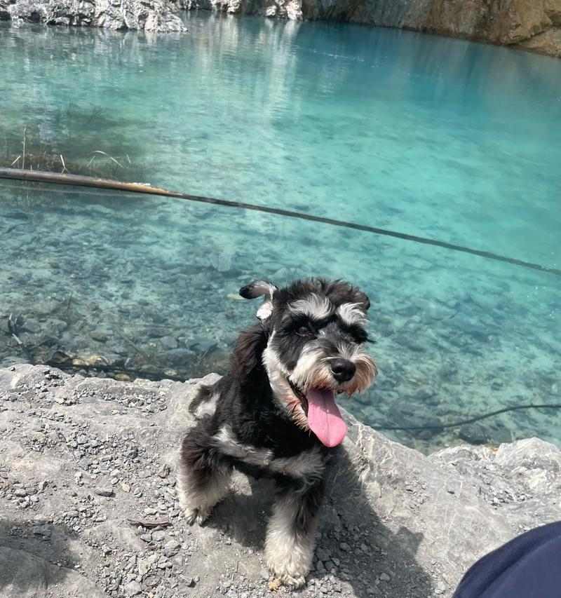 南京适合养什么样的狗？（探索南京狗友的理想宠物狗）