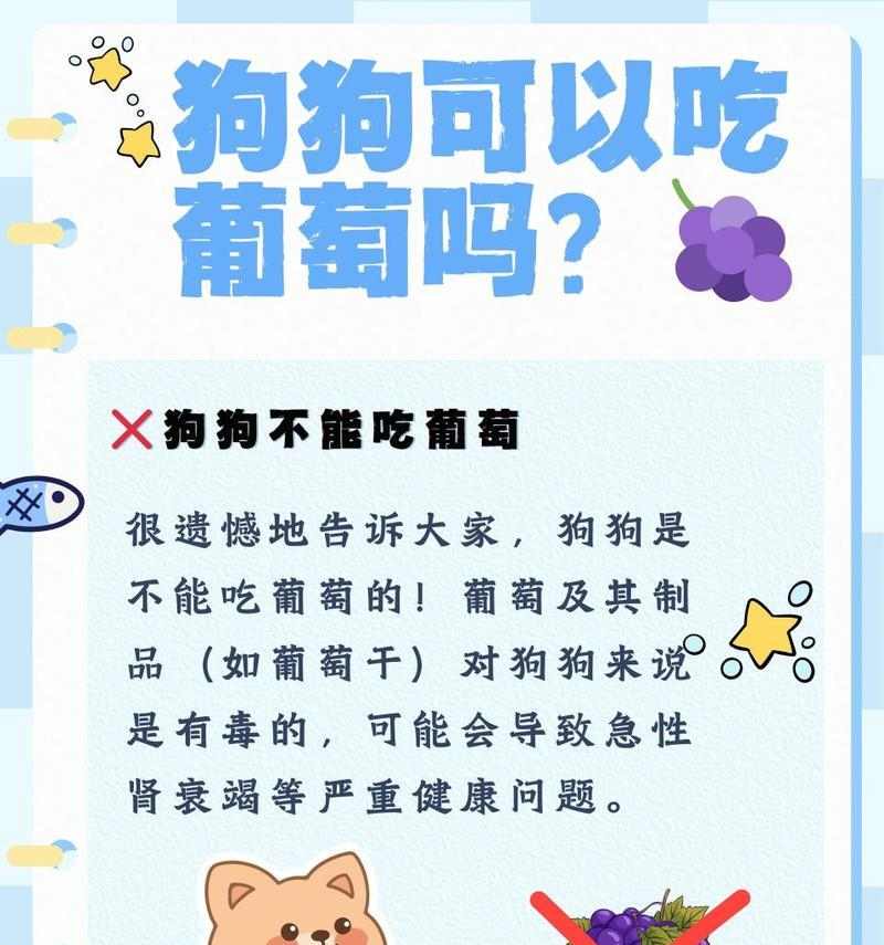 狗狗大了可以吃什么水果？（营养丰富的水果适合成年狗狗食用）