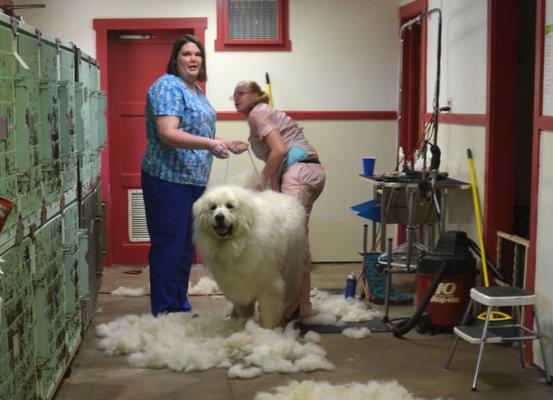 宠物为什么贵？（探究宠物价格背后的原因及价值）