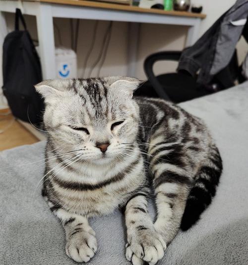 霸气十足！公猫起什么名字最好？（为你的公猫选择一个与众不同的名字，展现它的霸气个性！）