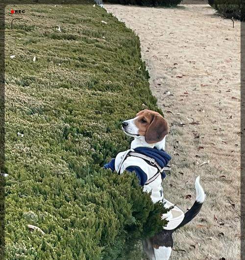 选择适合跑步的狗，享受健康活力（以活泼好动的拉布拉多为例，探讨适合跑步的狗品种及训练方法）