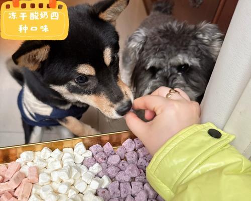 比熊狗的零食选择（了解比熊狗喜爱的零食和健康选择）