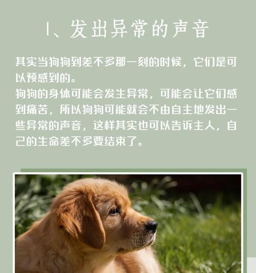 狗的声音之谜（探索狗用什么部位发出声音的奥秘）
