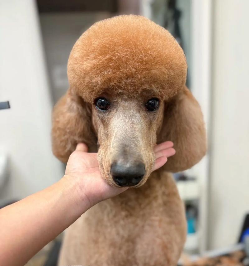 以什么狗配可以出巨贵（探索狗犬品种的潜力和市场价值）