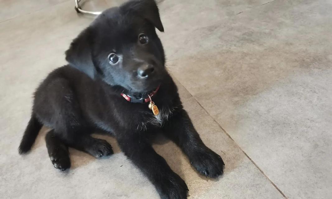 探究狗狗脖子细的原因（揭秘狗狗脖子细的形成机制）