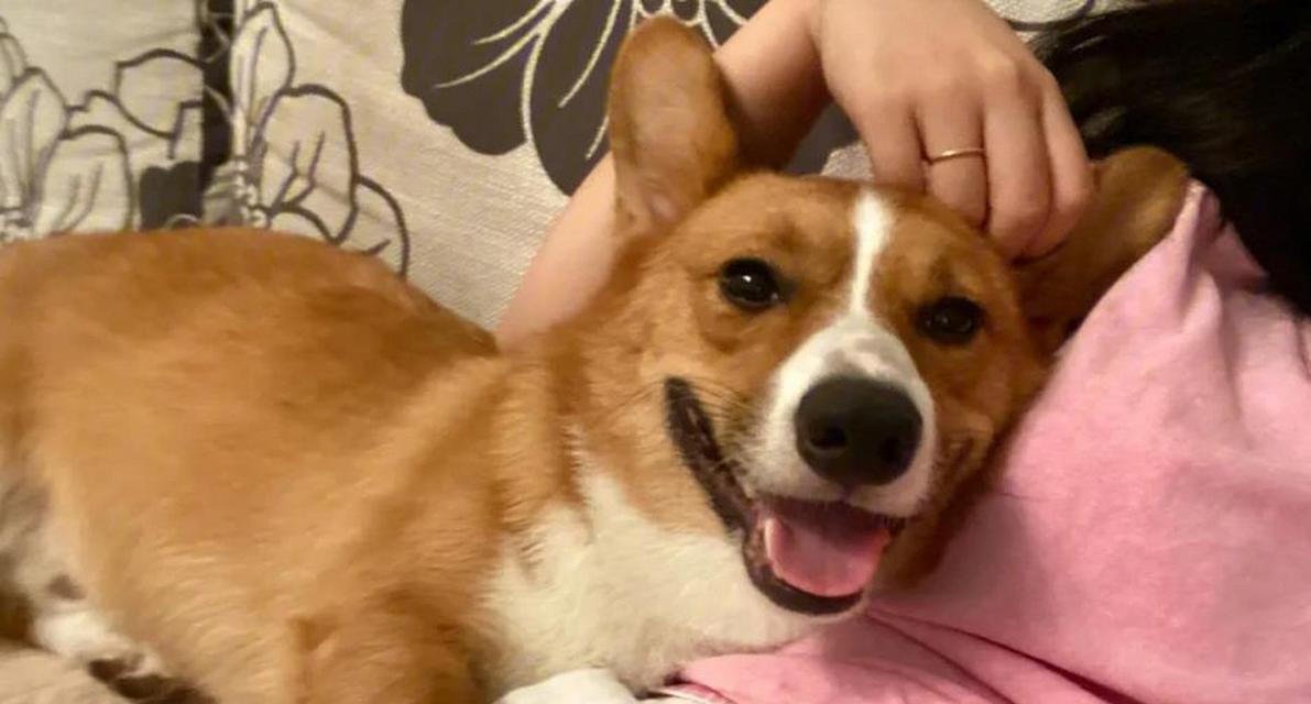 狗狗为什么喜欢跟着主人？（探索狗狗与主人之间特殊的连结）