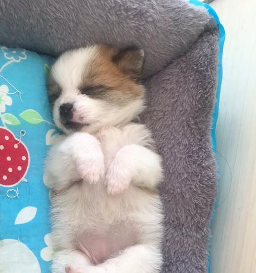 揭秘狗狗肚有虫子的症状及应对方法（不可忽视的肠道寄生虫问题，让我们为宠物的健康负责）