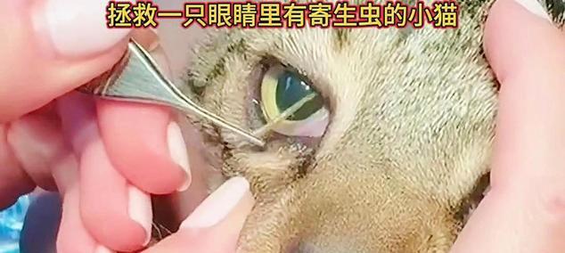 猫咪身上有虫子是什么症状？（了解猫咪体内寄生虫带来的健康问题与预防方法）