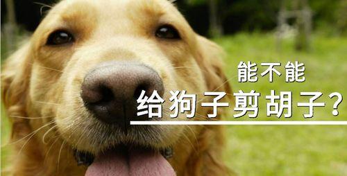 狗剪毛的注意事项（确保狗狗的剪毛过程安全舒适）