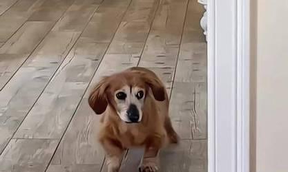 狗见到什么动物会不停地跑？（探寻狗对不同动物的反应与行为特点）