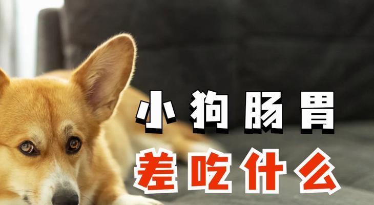 狗狗健康成长的关键（揭秘狗狗健康饮食的奥秘，让你的宠物长得壮壮的）