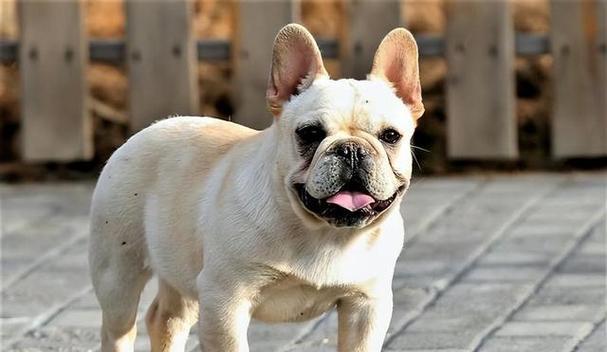 适合家里小空间的狗的选择（小空间养狗的最佳选择及养狗技巧）