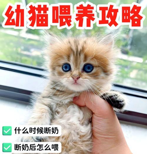 如何正确喂养小奶猫（营养均衡的饮食是关键）