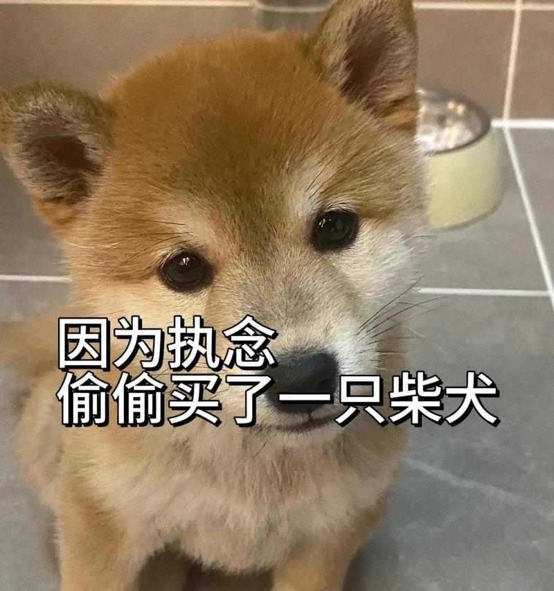 柴犬幼犬的主食选择（了解柴犬幼犬的饮食需求，给它们提供适合的粮食）