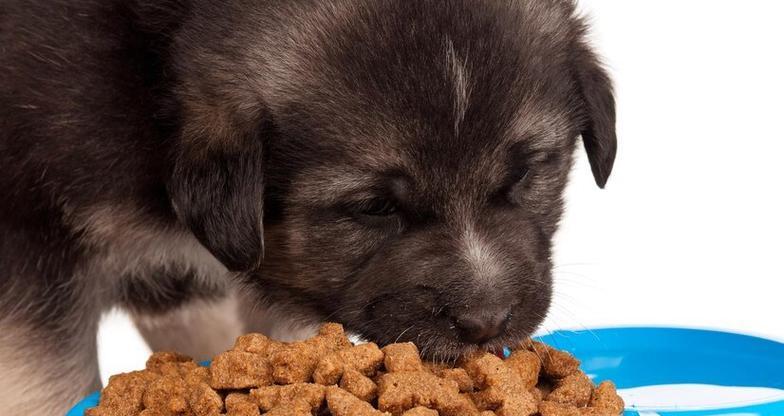 幼年小狗崽的饮食需求（了解小狗崽的饮食习惯与营养需求）