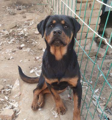 为何罗威纳不进狗笼睡？（揭秘罗威纳独特的睡眠习惯及原因）