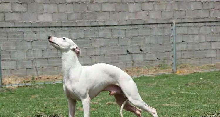 格惠犬为什么跑得越来越不快了？（探究格惠犬运动能力衰退的原因及应对方法）