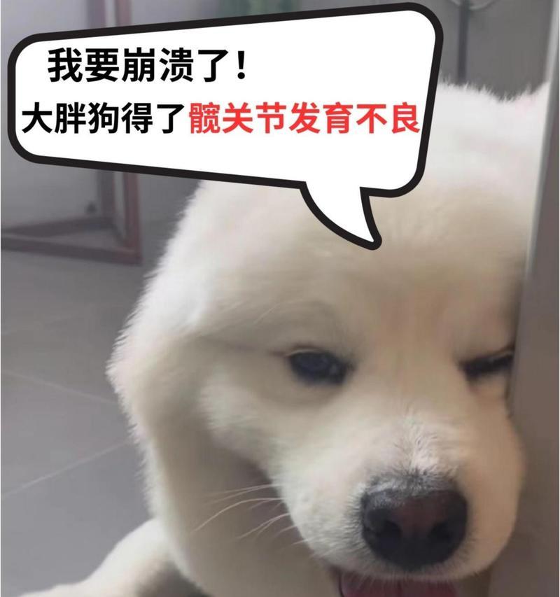 狗狗骨盆脱臼的症状及治疗方法（了解狗狗骨盆脱臼的常见症状和有效的治疗方法）