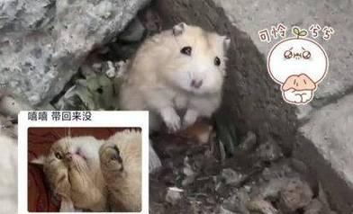 仓鼠为什么不爱动了？（探究仓鼠行为变化的原因及解决方法）