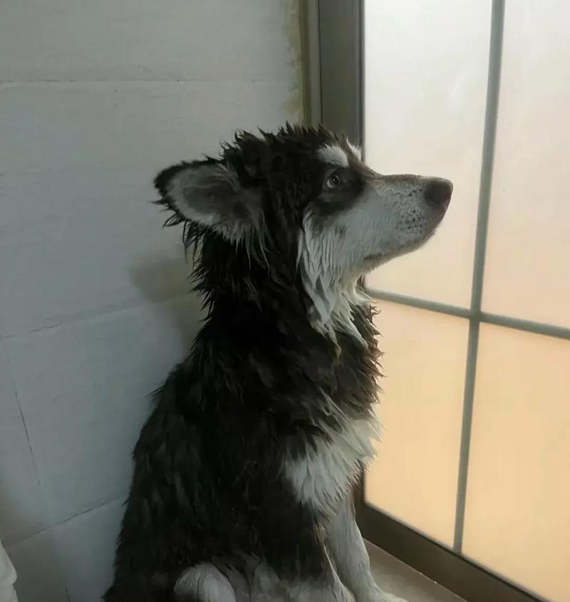 揭秘狗狗半夜不睡觉的原因（为何狗狗在夜晚失眠不安？解读狗狗夜间行为谜团）