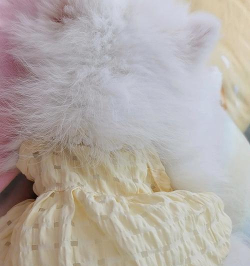 白博美肚皮（揭秘白博美肚皮的花纹变化与神秘力量）