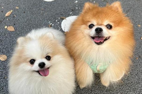 选择适合家庭的小型犬，让生活更美好（挑选合适的小型犬伴侣，享受无尽的快乐）