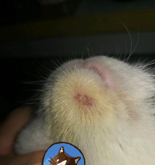 嘹哥生病该吃什么药？（药店药师推荐给嘹哥的6种常见药品）