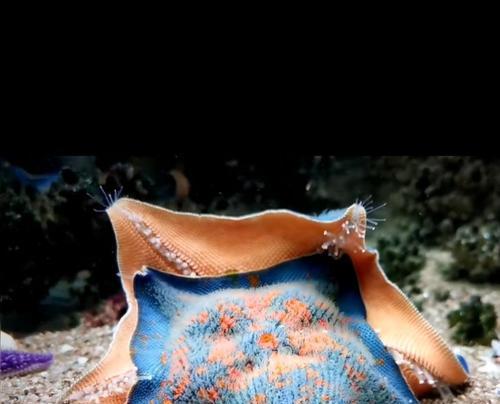 探秘海水缸中的白色须生物（了解海水缸中的不同种类白色须生物的特点及养殖要点）