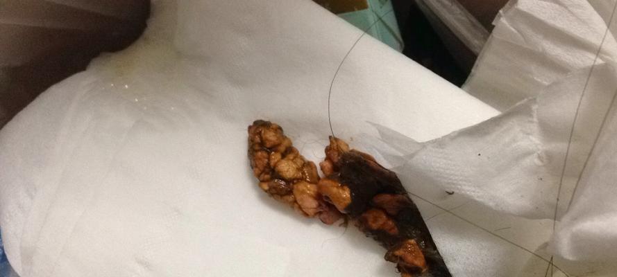 细小早期拉什么便便？（细小早期拉什么便便，了解症状与治疗方法）