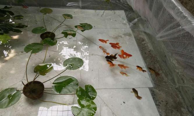 金鱼不喂食的原因及相关问题解析（为什么金鱼不吃食物？如何正确喂养金鱼？）