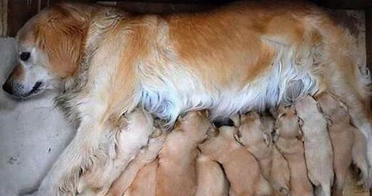 狗狗没断奶要喂什么？（了解狗狗断奶后的饮食需求，让它健康成长）