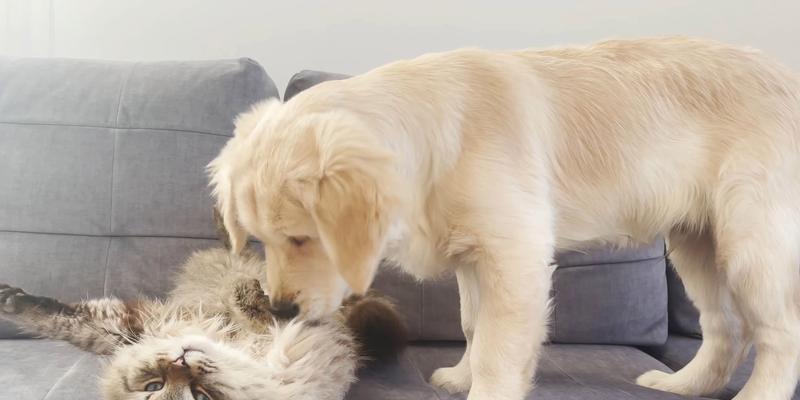 金毛犬为什么喜欢舔自己？（探究金毛犬舔自己的原因及其影响）