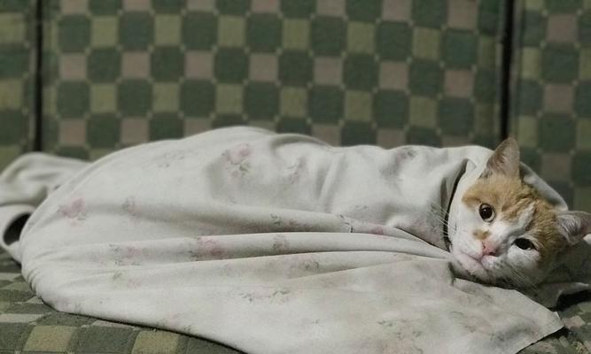 母猫快生了，准备工作要做好（如何为快要分娩的母猫做好准备？）