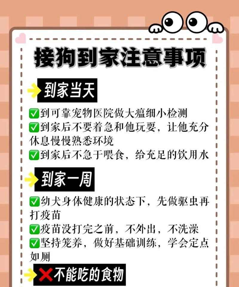 如何照顾金毛幼犬的关键要点（注意事项、喂养、训练、社交化、健康等方面的全面指南）