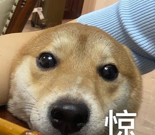 狗鼻子凉凉的原因及其重要性（探究狗鼻子凉凉的神奇之处）