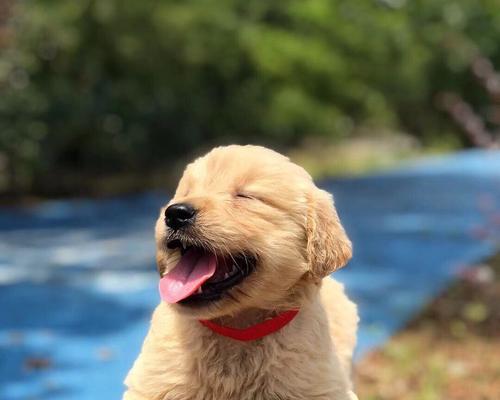 探秘小金毛肉垫的神奇色彩（揭开小金毛肉垫颜色背后的秘密）