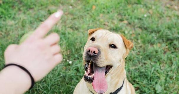 狗狗舔人手的意义（探索狗狗舔人手背后的行为和情感）