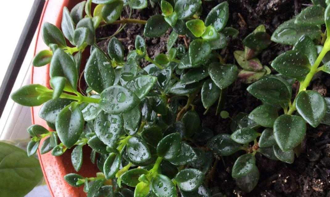 金鱼冬天的饮食需求与喂养技巧（金鱼冬季饲养指南，保证健康成长）