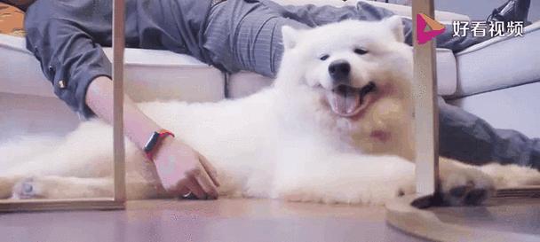 萨摩耶狗粮选择与肌肉增长（以肌肉增长为目标，如何选择合适的狗粮？）