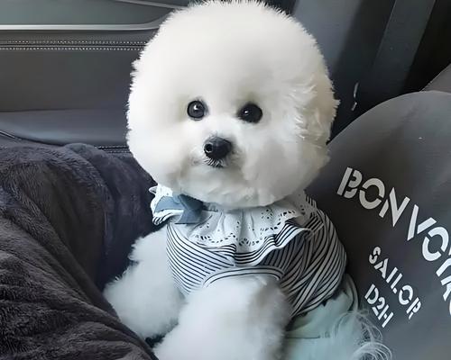 狗狗运动的重要性（科学合理的运动时间安排能让狗狗更健康快乐）