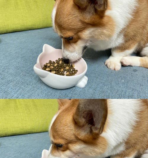 如何缓解狗狗反胃干呕？（以饮食调理和草药治疗为主要方法）