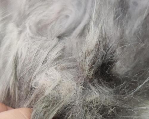 猫毛打结的原因及解决方法（解决猫毛打结问题，让猫咪更健康快乐）
