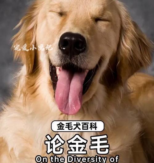 不纯的金毛犬（探讨金毛犬的纯种与不纯问题，了解如何辨别金毛的纯度）